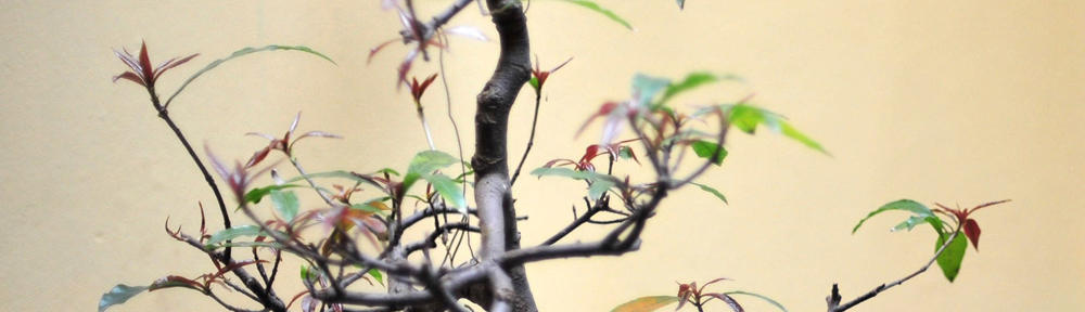 Blog de la aventura en Valdemorillo La Salle San Ildefonso